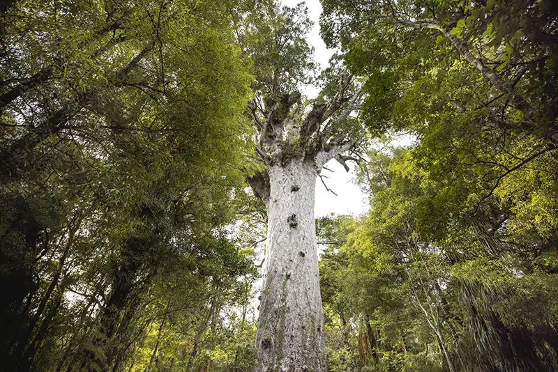 Take your hire car to visit Waipoua Forest