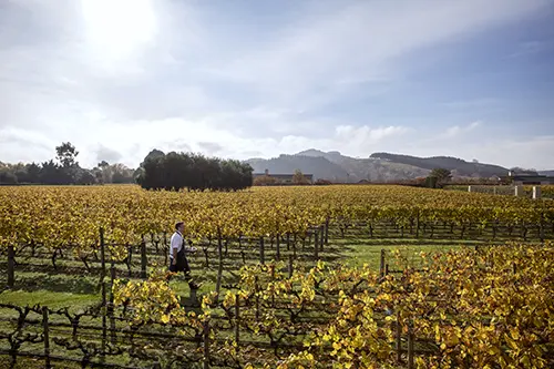 Car rental in Napier New Zealand